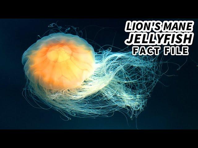 Lion's Mane Jellyfish Facts: the LARGEST Living JELLYFISH | Animal Fact Files