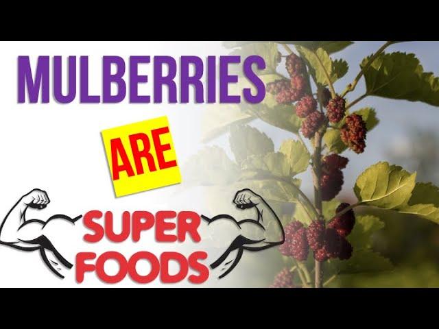 10 Amazing Health Benefits of Mulberries. Mulberry Benefits for YOU!