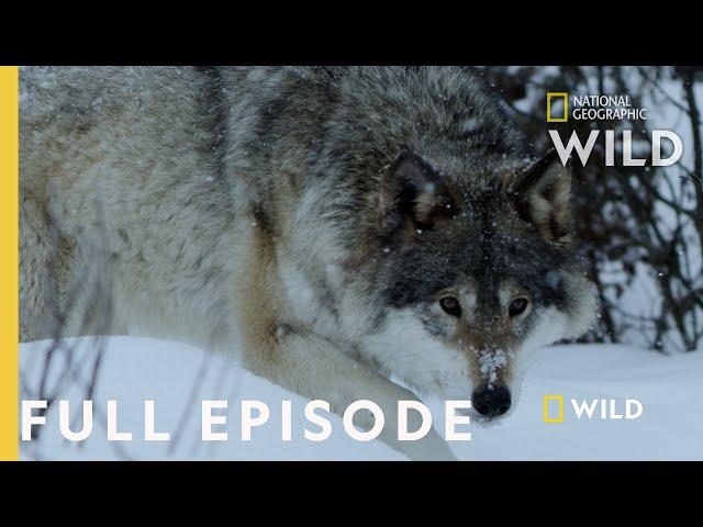 Land of Ice and Snow (Full Episode) | Wild Nordic