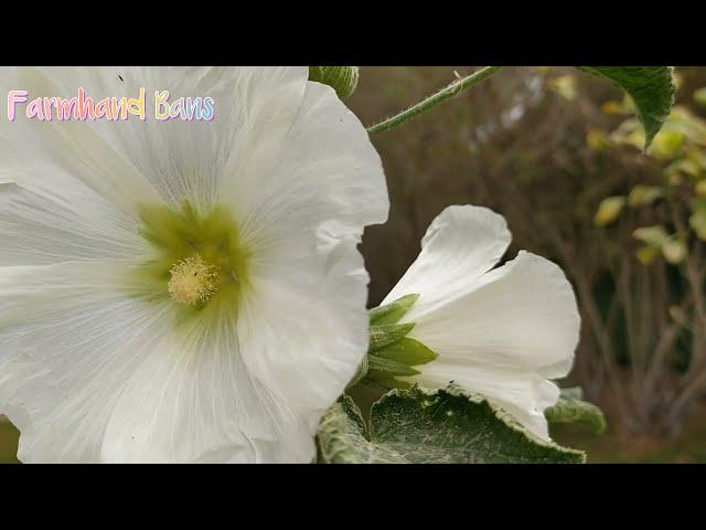 Alcea  Rosea | Holloyhock White  and the Bee [ Farmhand Bans ]