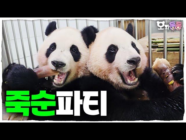 [OwaDoongDoong] ep.35  Cute Chubby Baby Pandas' Bamboo Shoot Mukbang│ Panda World