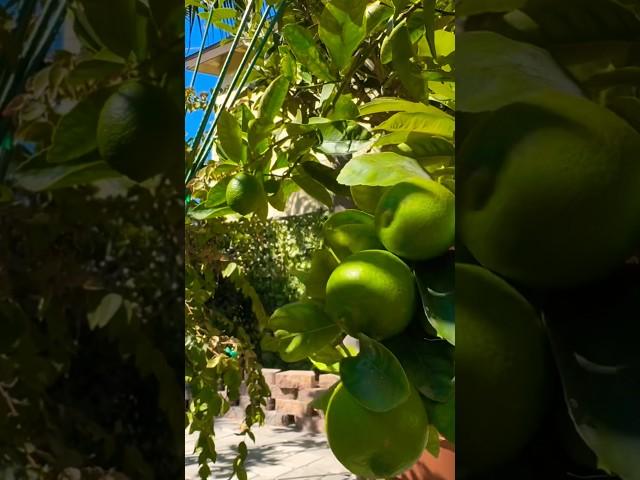 bearss lime