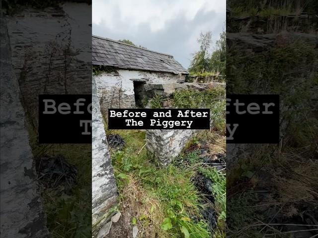 Before and After - The Piggery #renovation #abandoned  #smallholding  #cottage #homerenovation