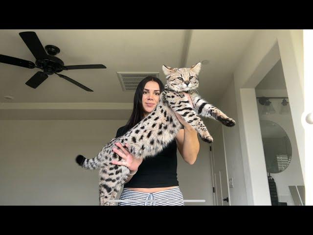 Bringing home my F1 Savannah kitten (most expensive cat in the world)