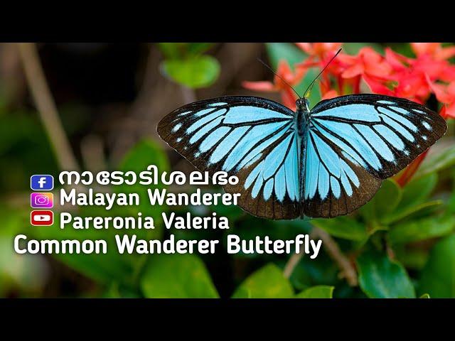 Common Wanderer Butterfly|Pareronia Valeria|Malayan Wanderer|Naadodishalabham @simimaniz