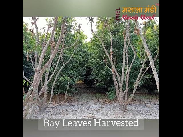 Bay Leaf from Farms to Factory