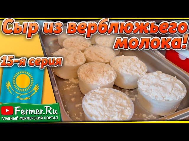 Верблюжий сыр! Делаем мягкий сыр из верблюжьего молока! Часть 1-я. Особенности верблюжьего молока.