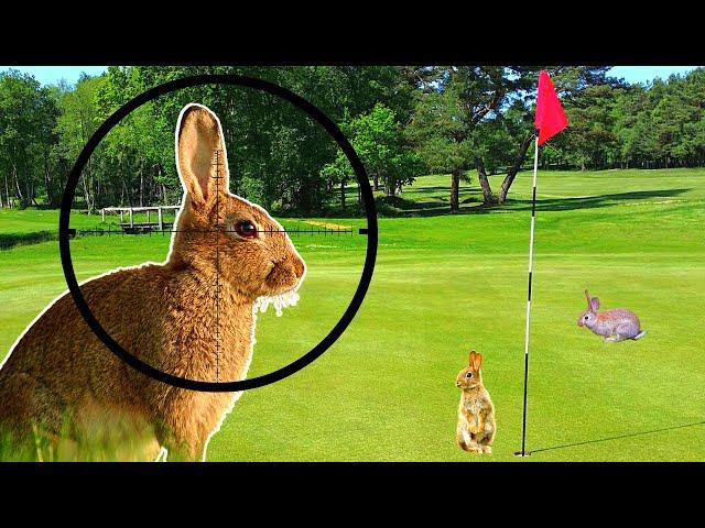 Air Rifle Rabbit Shooting - Head Shots Only