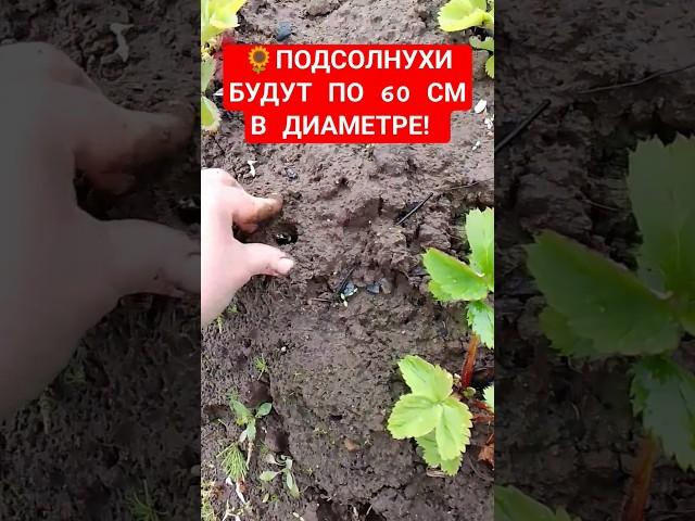 Посадка подсолнухов в открытом грунте! Посади подсолнечники правильно! Посадка подсолнухов