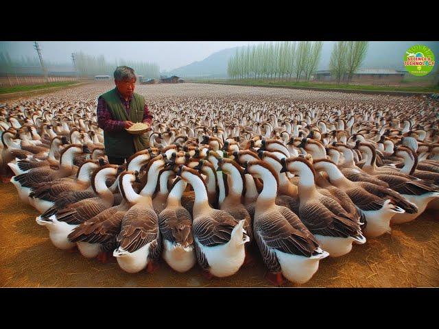 Lion-Head Goose Farm, Amazing and Incredible Large Scale Lion-Head Goose Farm in Guangdong, China.