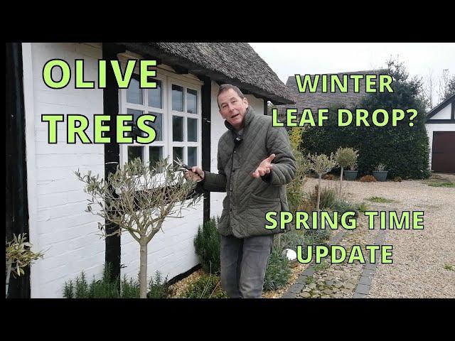 Olive Tree Care | Winter Leaf Drop, Spring Time Update and Care Tips.