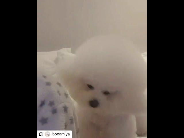저기요~ 저기요~ 강아지가 불러요 넘 귀여운 비숑 사랑스러워