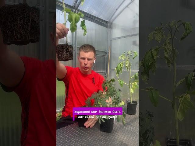 СДЕЛАЙ ЭТО ПЕРЕД ВЫСАДКОЙ РАССАДЫ!