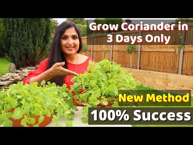 Fastest Coriander Growing Method / No one told you before / Cilantro Growing At Home  #cilantro #DIY