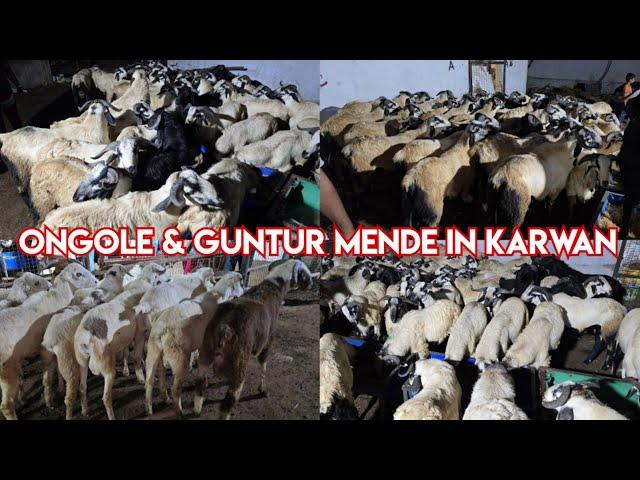 Biggest Sheep's in karwan at Golden dairy farm | Ongole & Guntur mende available in karwan Hyderabad