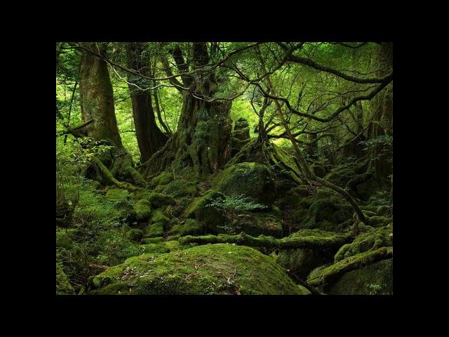 Falkenstein - Heiliger Wald