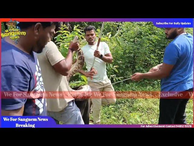 Python snake rescue in vichundrem Sanguem