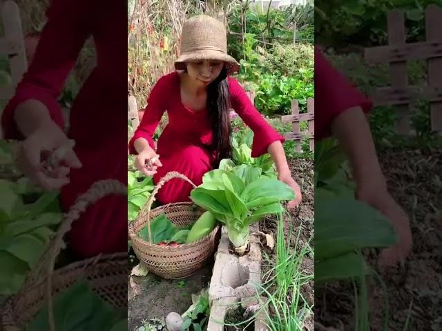 Pick fresh vegetables - Rural life