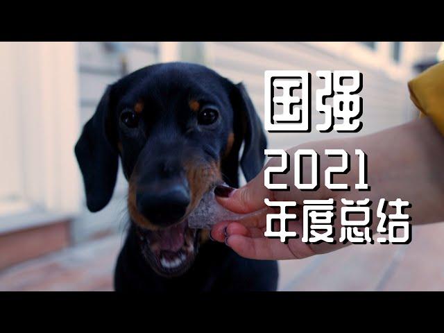 肥腊肠 国强的2021年度总结 | Dachshund Loki’s 2021 | 我的主人有点坑