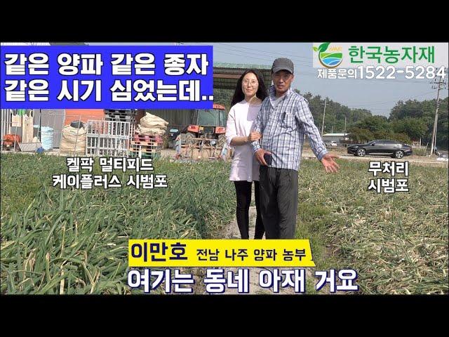 [한국농수산TV] 같은 양파종자 같은시기 같은 지역 왜 이렇게 차이가 나지??? #켈팍#멀티코트#멀티피드#케이플러스#하이파케미컬