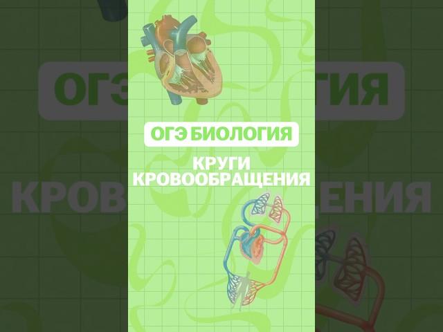Круги кровообращения #никитапавлов #биология #огэ