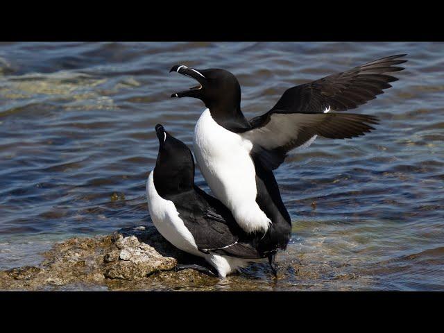 Copulation of Razorbill 4K