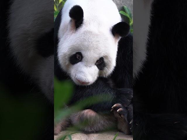 Panda Magic: Discover the 3 million year Journey! |Paws on the Planet