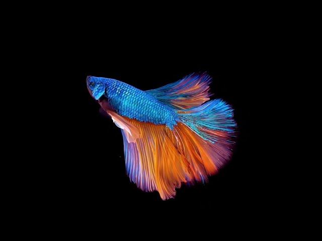 Fish Hologram Video 3D