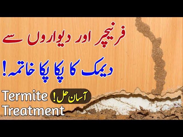 Termite Treatment: Dimak Ka Ilaj | Demak khatam karne ka tarika | Dimak Se Chutkara