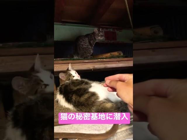 猫の秘密基地に潜入#shorts