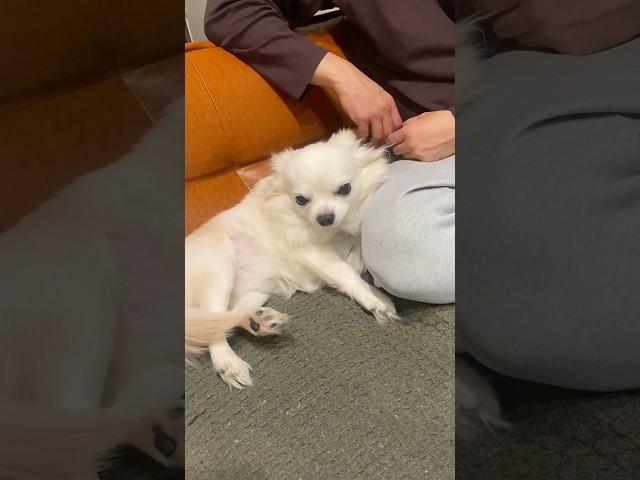 パパからはなれようとしない犬。#shorts #犬#dog