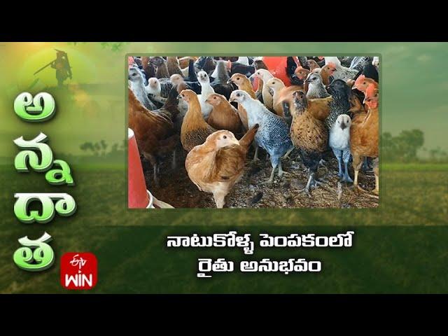 నాటుకోళ్ళ పెంపకంలో రైతు అనుభవం | Profitable Desi poultry farming by Nagarkurnool farmer | ETV