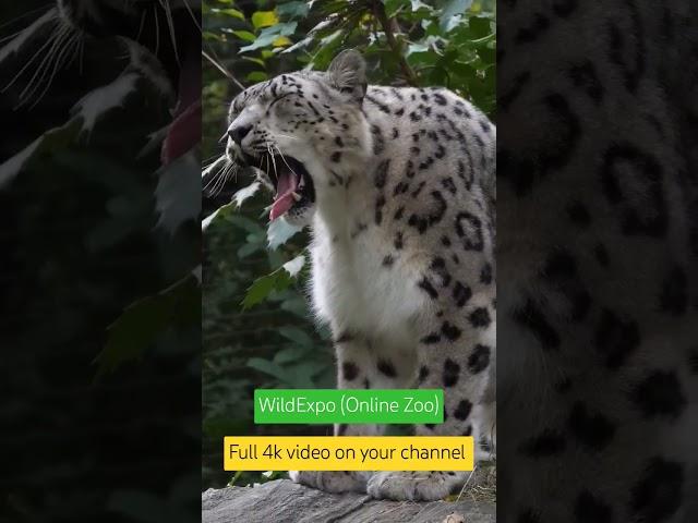 Snow leopard #wildlife #animals #tiger #bigcat #nature #onlinezoo #catbreed