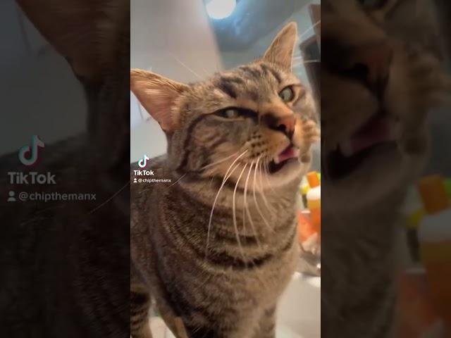 Cat Facts (YOU DIDN’T KNOW) Ep. 1-17 | ChipTheManx