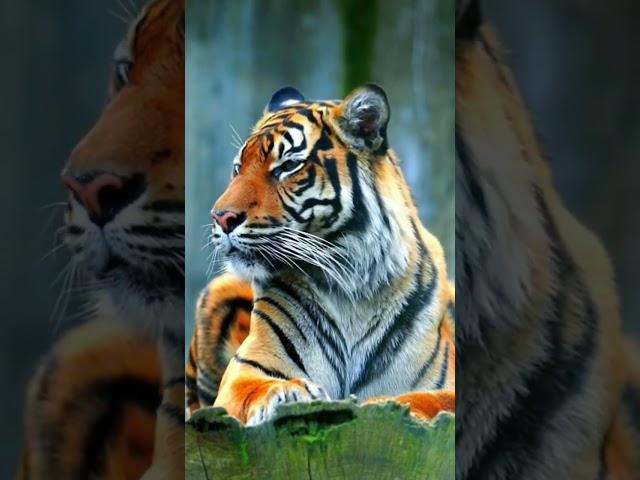 Động vật hoang dã, con hổ là chúa sơn lâm #animals #tiger #conho