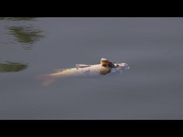 NYSDEC investigating reason for hundreds of dead fish in Buffalo River