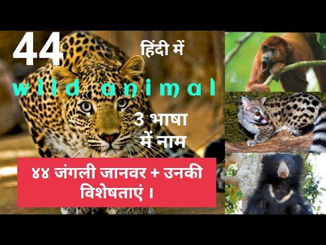 બધા જંગલી  પ્રાણીઓ  | all wild animals | जंगली  जानवर | જંગલી પ્રાણીઓ | jungle book