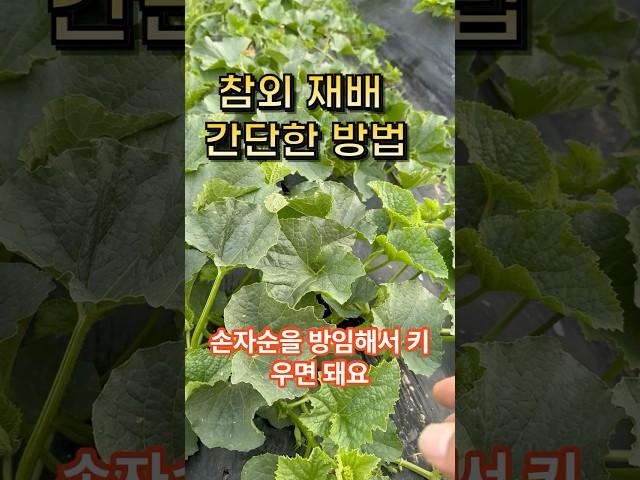 참외는 간단하게 재배하셔야 열매가 많이 달려요 이것을 중요시하세요