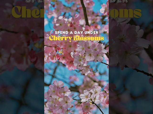 Sakura season is here!  #cherryblossom #japan #travel #thriftyexplorers #blue