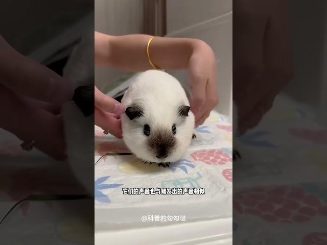 来自南美的小土豆，豚鼠  #内容过于真实 #万万没想到