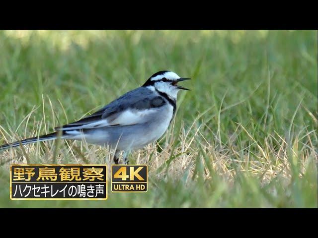 ハクセキレイの地鳴き　三種類の鳴き声【野鳥観察 鳥の鳴き声 バードウォッチング】Black-backed Wagtail/Bird Call/ Bird Sound