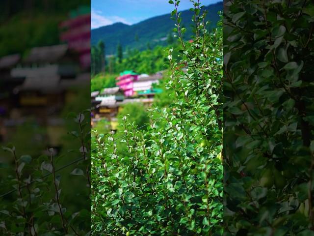 Nature's bounty in the heart of the valley: Apple orchards in full bloom.  #Valleyvibe