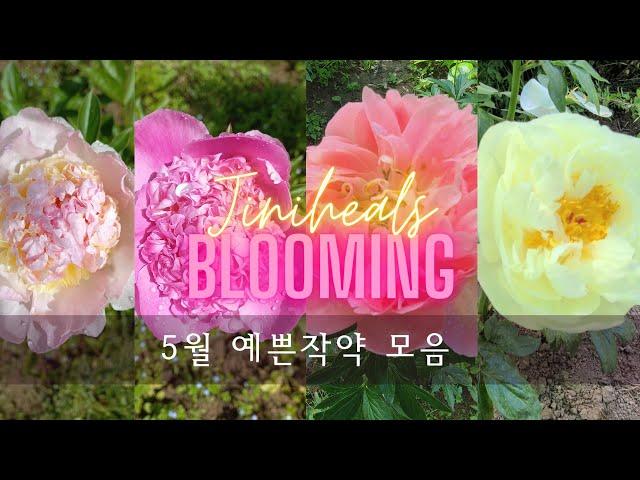 5월 예쁜 겹작약모음!!  군위 용대리 지니힐즈