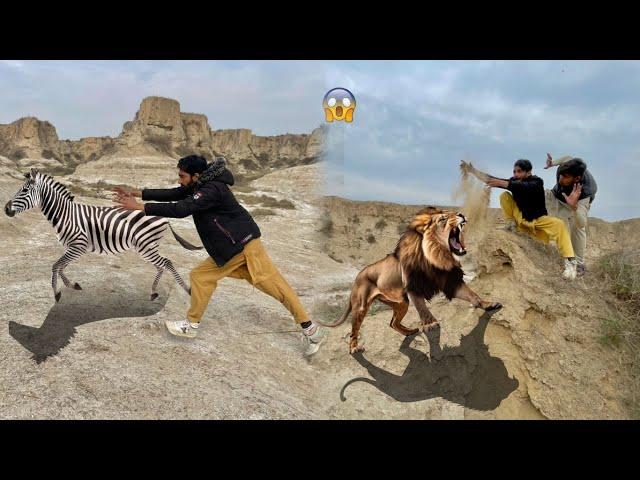 Desert Ma Zebra Mil Gaya  Lion Ne Attack Kar Dea 