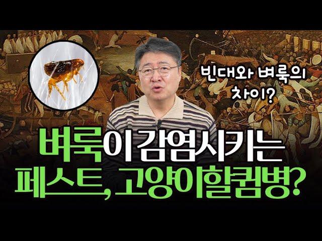 벼룩의 특성과 페스트, 고양이할큄병 증상?