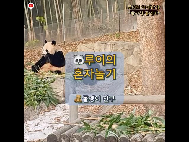 에버랜드아기판다 루이와 돌멩이놀이엄마랑 동생이 없어도 혼자 잘 놀아요