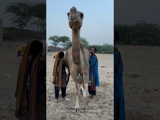 camels milk #villagelife #traditional #camel #rajasthan #india #viral