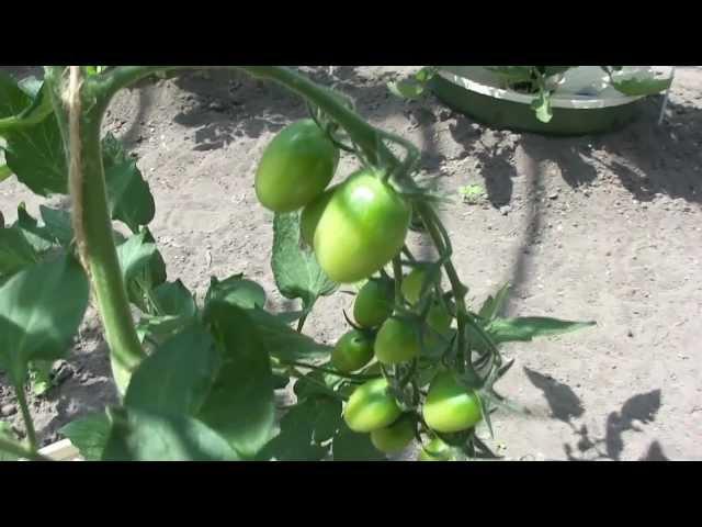 Vegetable growing with the Groasis Technology and save water - July 1 - 2011 (Part 2)