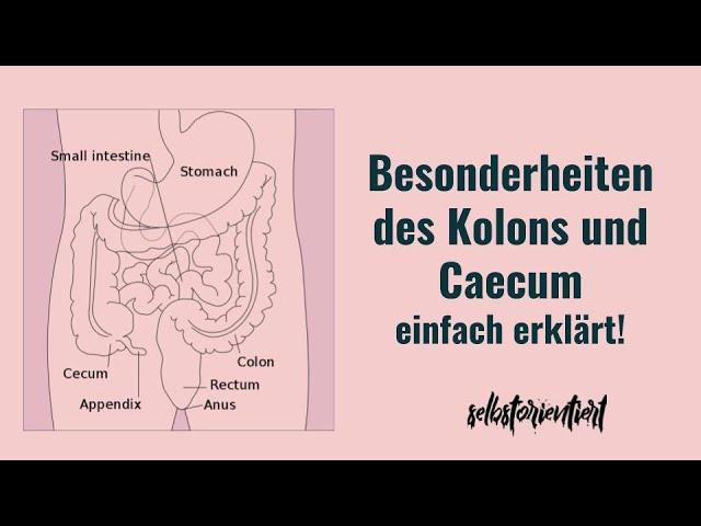 Besonderheiten des Caecum und Colon einfach erklärt! - Eigenschaften | Tänien | Plicae semilunares