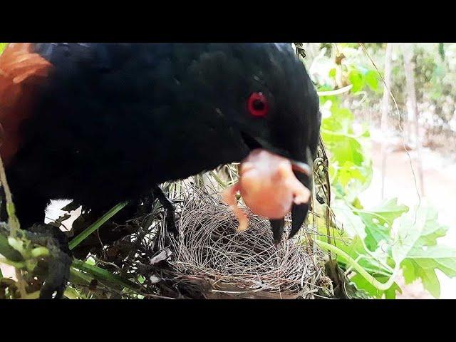 Savage Cuckoo Swallows Baby birds Alive in front of Mother | Cuckoo EatsUp Bulbul Babies | nestwatch